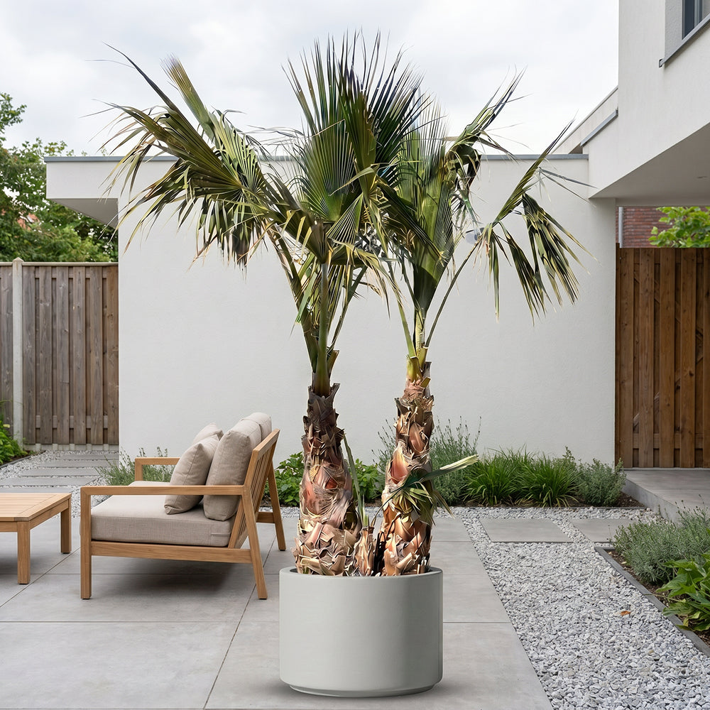 Mexicaanse waaierpalm met meerdere stammen