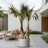 Mexicaanse waaierpalm met meerdere stammen