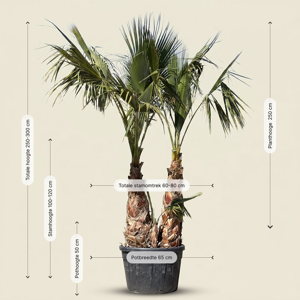 Mexicaanse waaierpalm met meerdere stammen