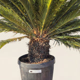 Vredespalm