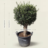 Olijfboom bolvorm - 180 cm