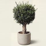 Olijfboom bolvorm - 180 cm