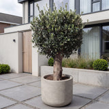 Olijfboom bolvorm - 180 cm