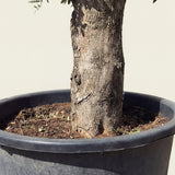 Olijfboom bolvorm - 180 cm