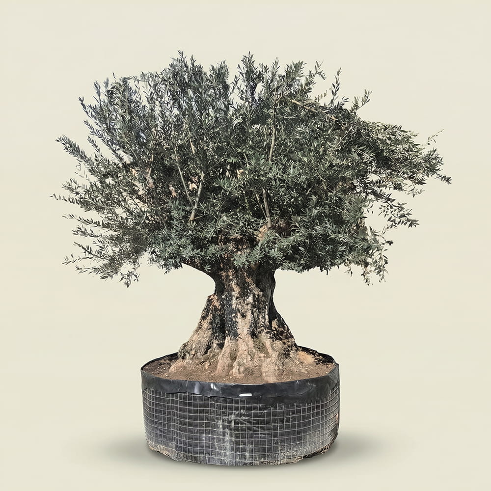 Olijfboom bonsai - 300 cm