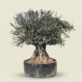 Olijfboom bonsai - 300 cm