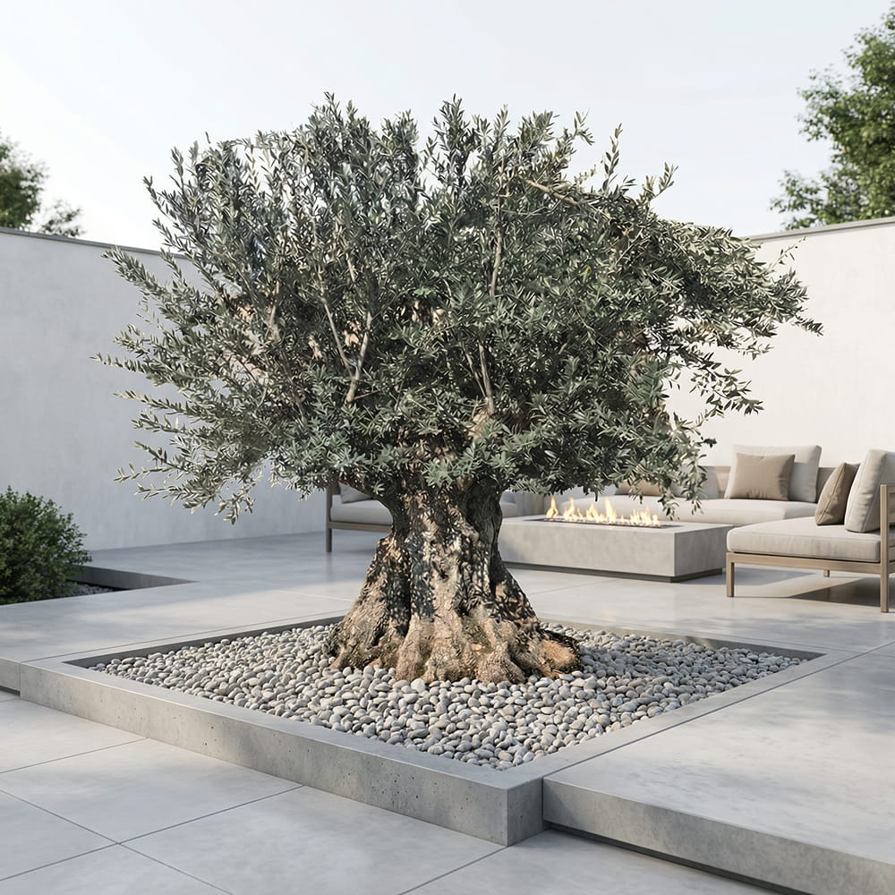 Olijfboom bonsai - 300 cm