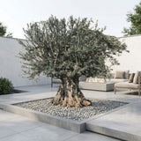 Olijfboom bonsai - 300 cm