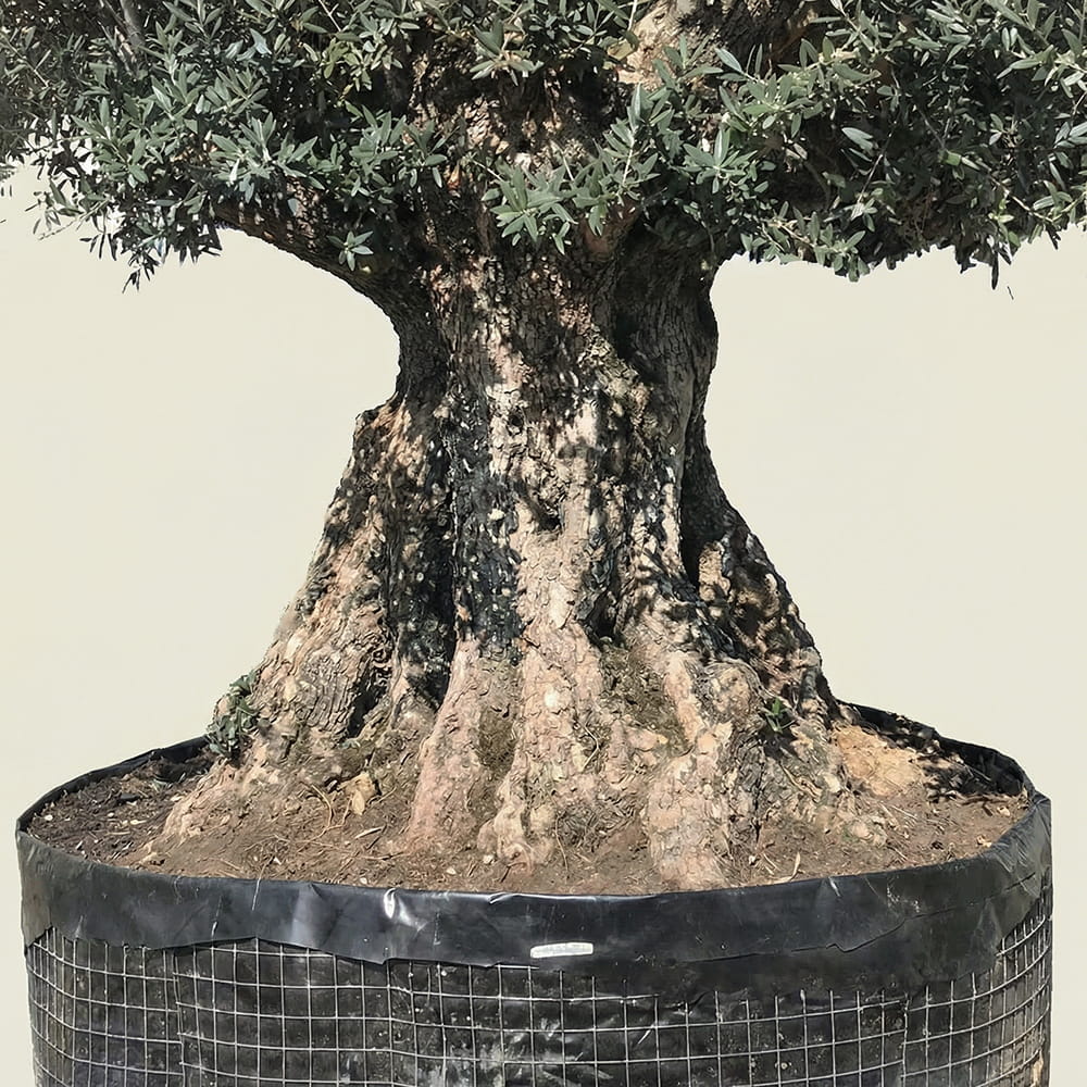 Olijfboom bonsai - 300 cm