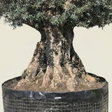 Olijfboom bonsai - 300 cm