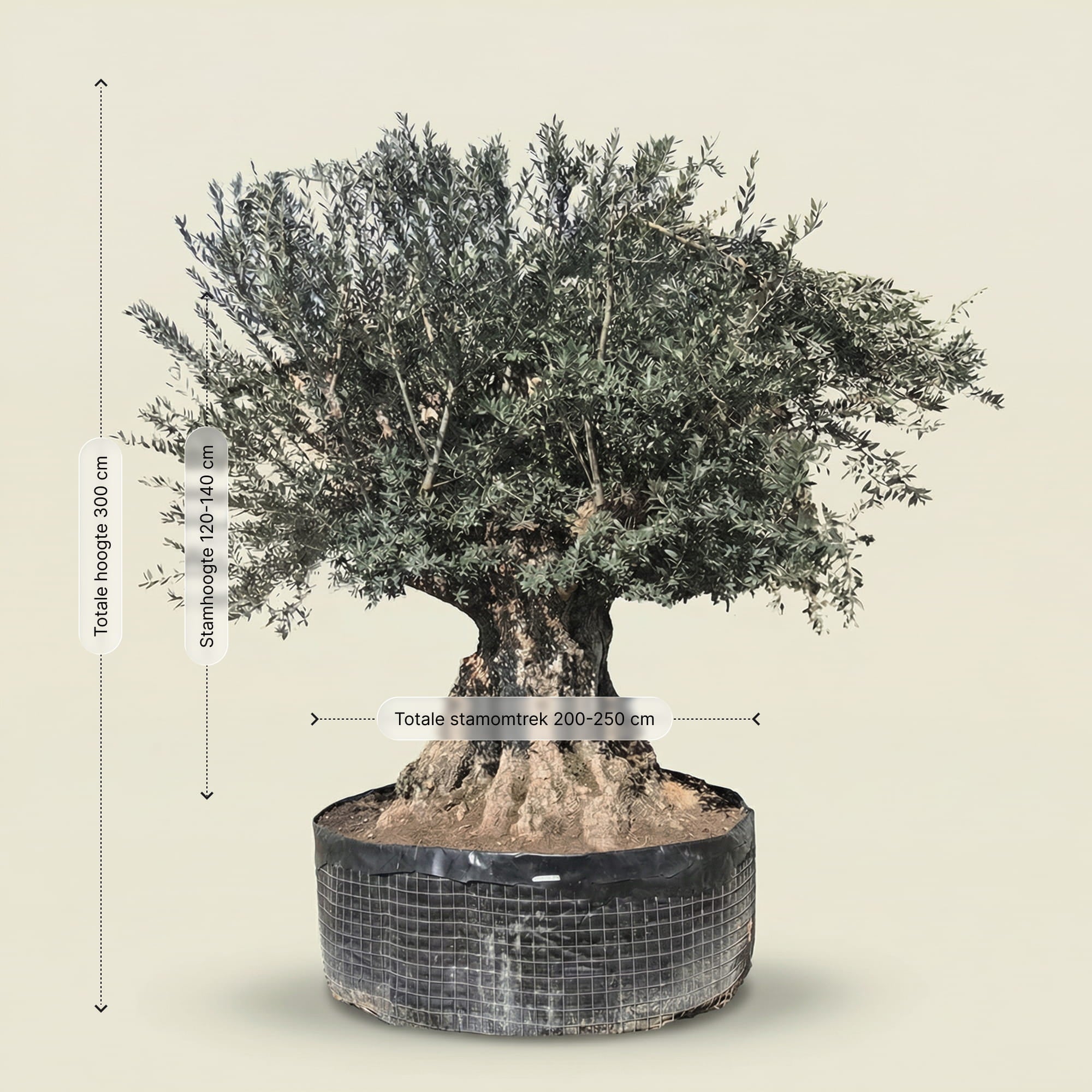 Olijfboom bonsai - 300 cm