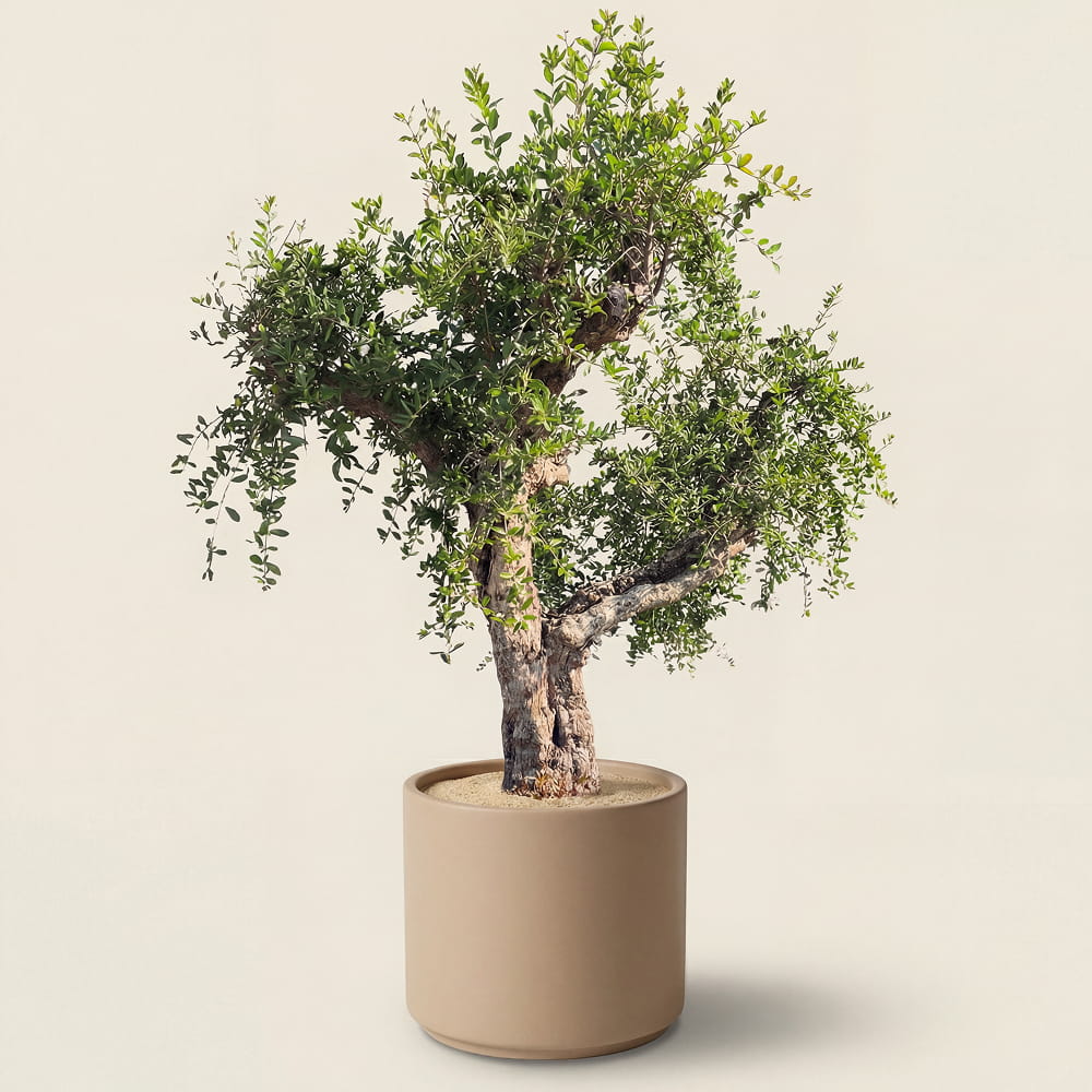 Granaatappelboom - 240 cm