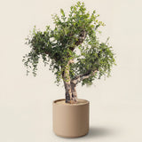 Granaatappelboom - 240 cm