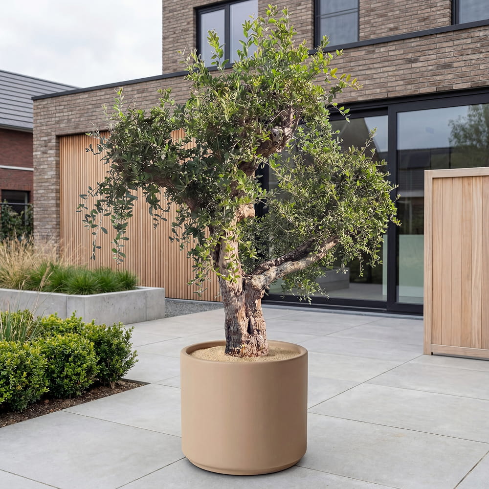 Granaatappelboom - 240 cm