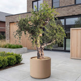 Granaatappelboom - 240 cm