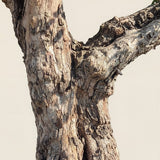 Granaatappelboom - 240 cm