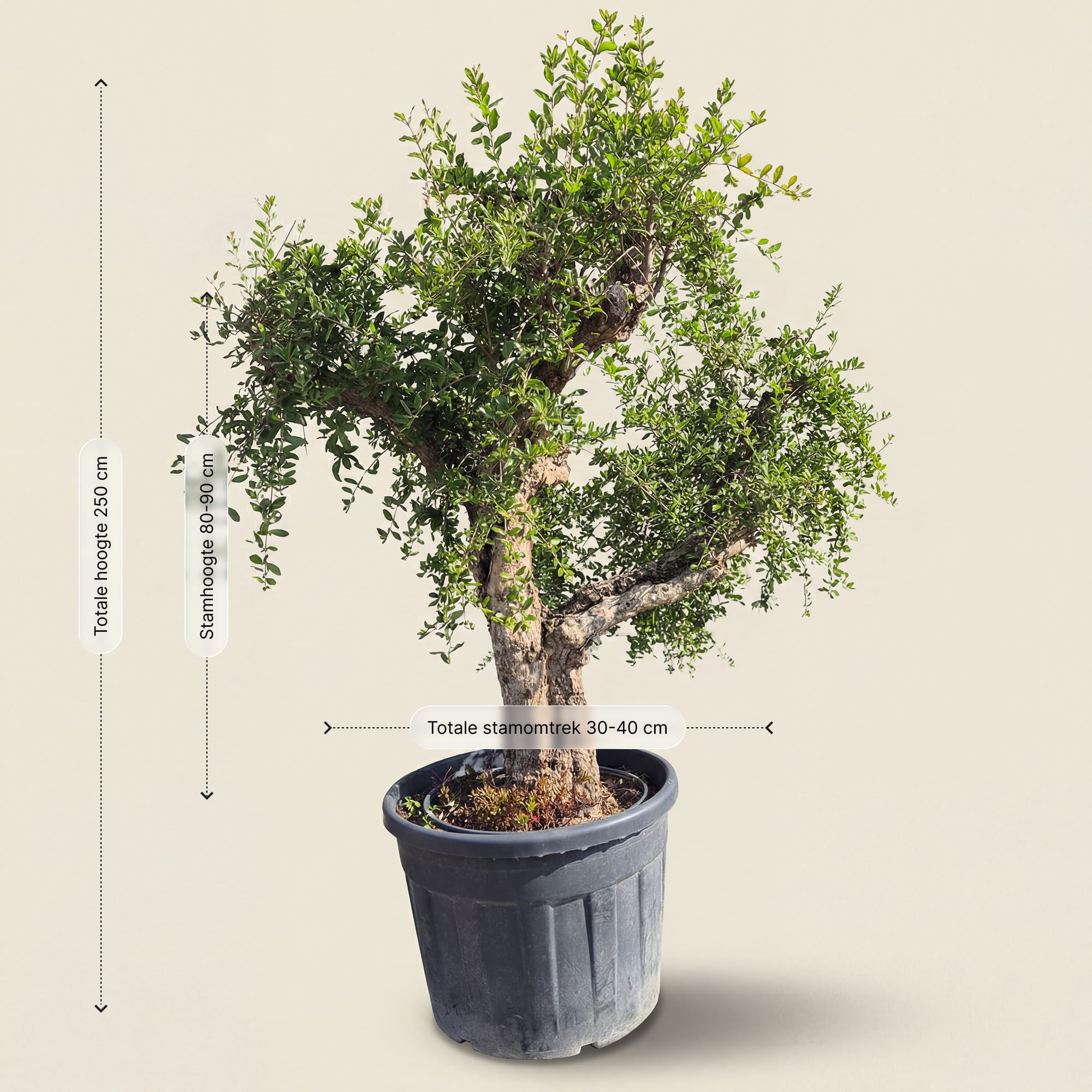 Granaatappelboom - 240 cm