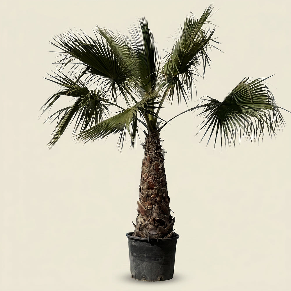 Mexicaanse waaierpalm - 300 cm