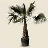 Mexicaanse waaierpalm - 300 cm