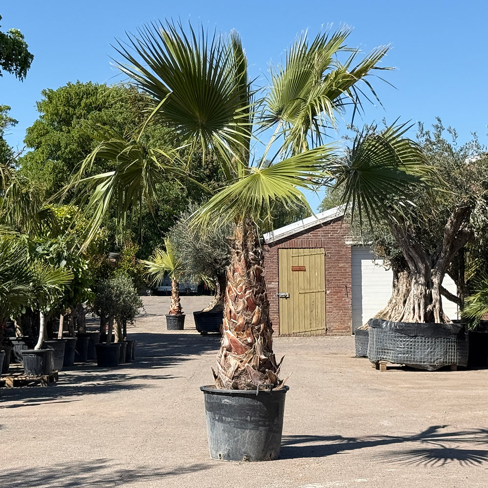 Mexicaanse waaierpalm - 300 cm