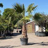Mexicaanse waaierpalm - 300 cm