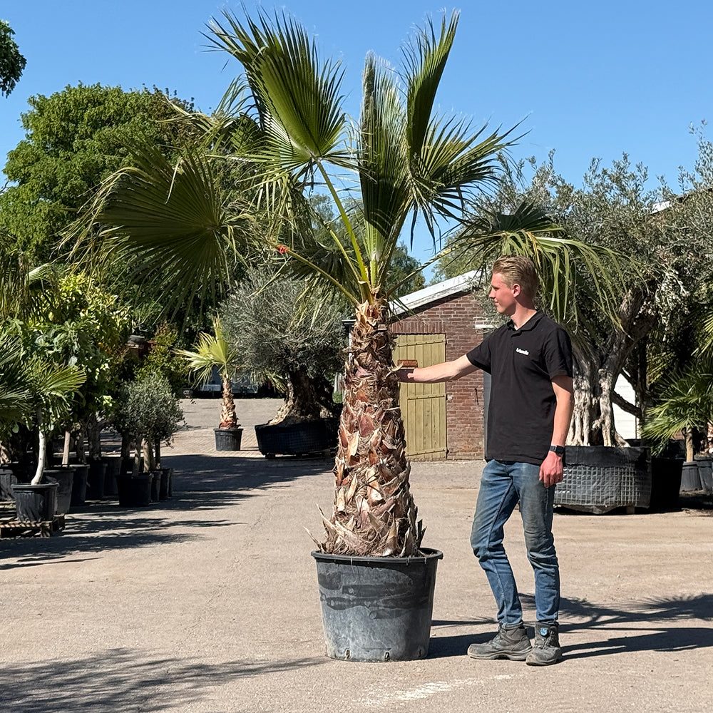 Mexicaanse waaierpalm - 300 cm