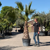 Mexicaanse waaierpalm - 300 cm