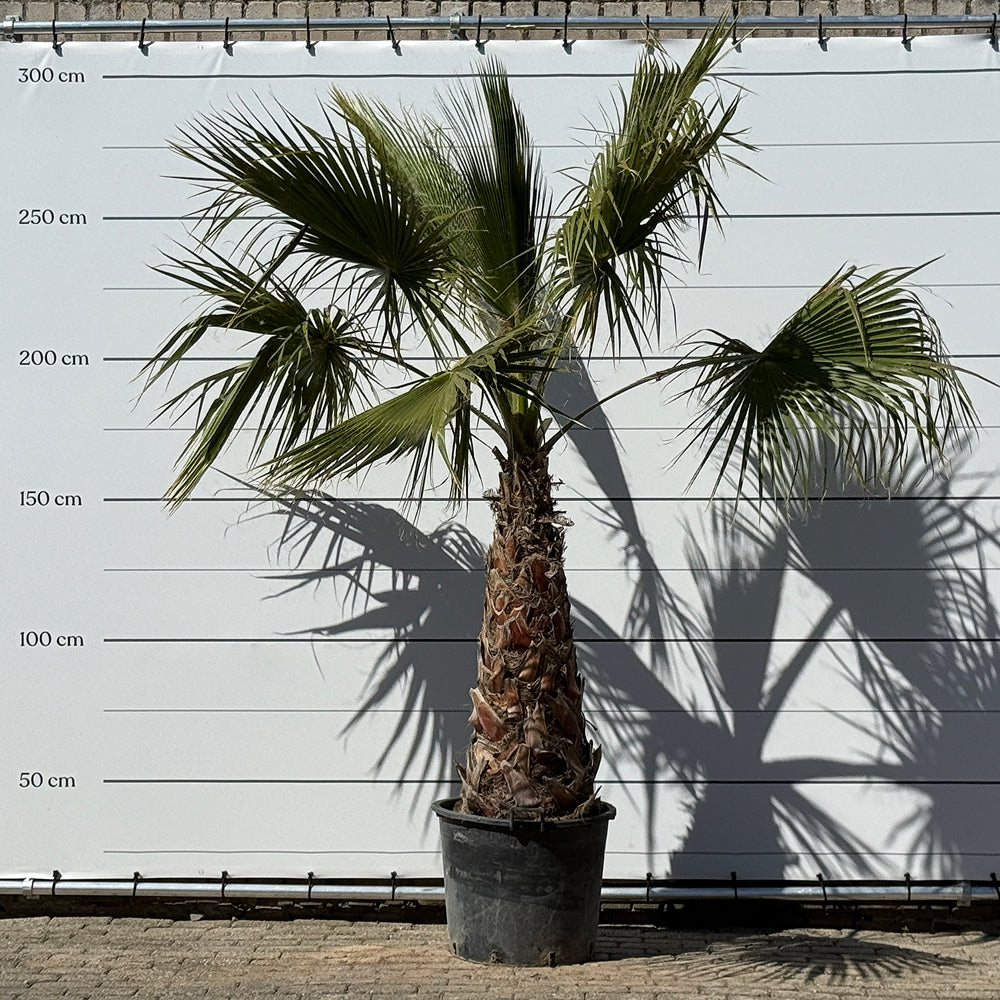 Mexicaanse waaierpalm - 300 cm