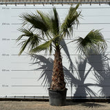 Mexicaanse waaierpalm - 300 cm