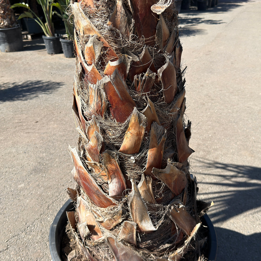 Mexicaanse waaierpalm - 300 cm