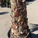 Mexicaanse waaierpalm - 300 cm