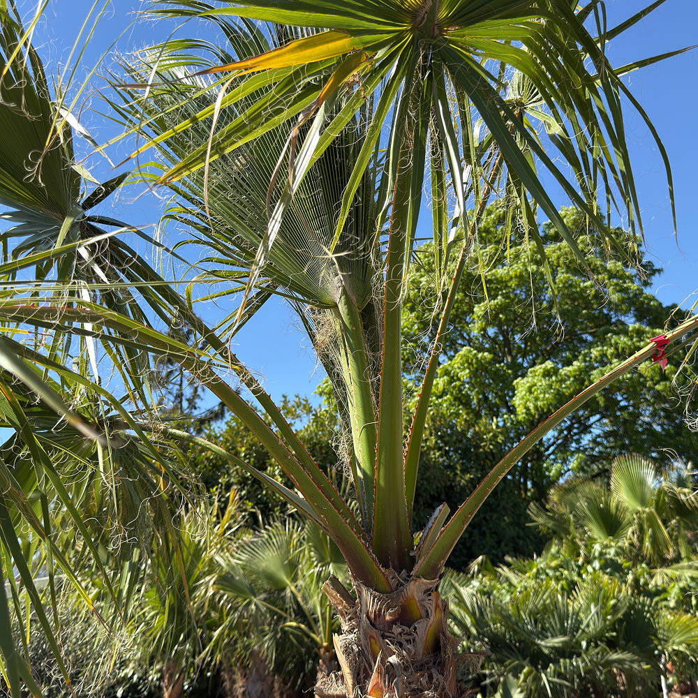 Mexicaanse waaierpalm - 300 cm
