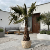 Mexicaanse waaierpalm - 300 cm