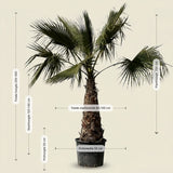 Mexicaanse waaierpalm - 300 cm