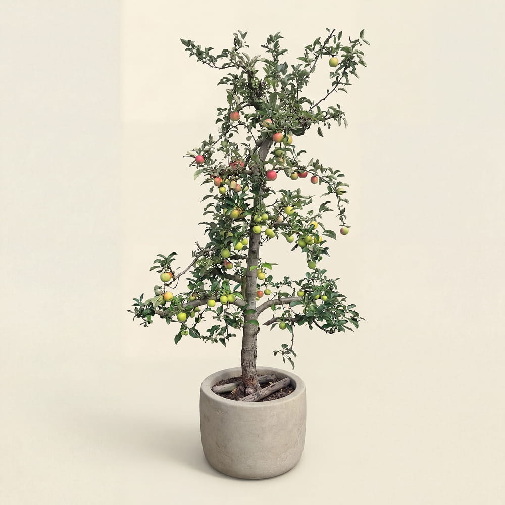 Appelboom ‘Elstar’ - 300 cm