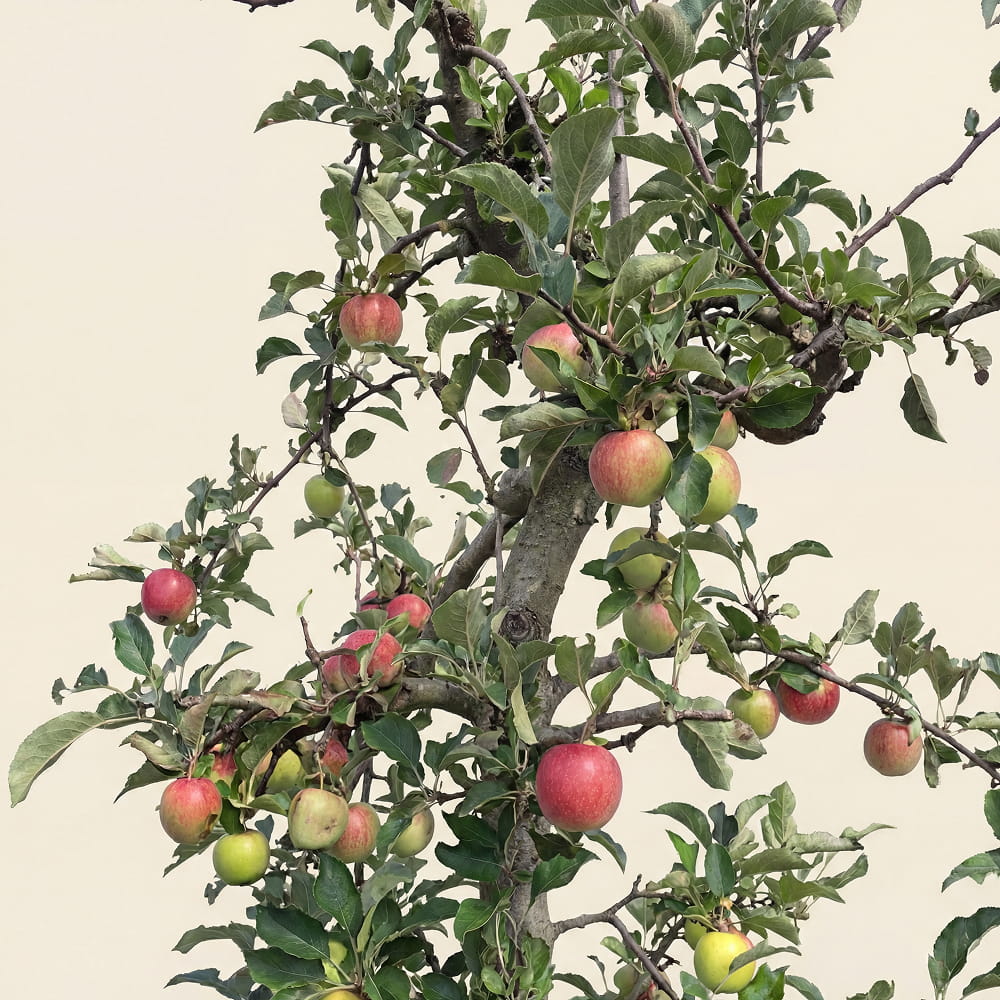 Appelboom ‘Elstar’ - 300 cm
