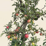 Appelboom ‘Elstar’ - 300 cm