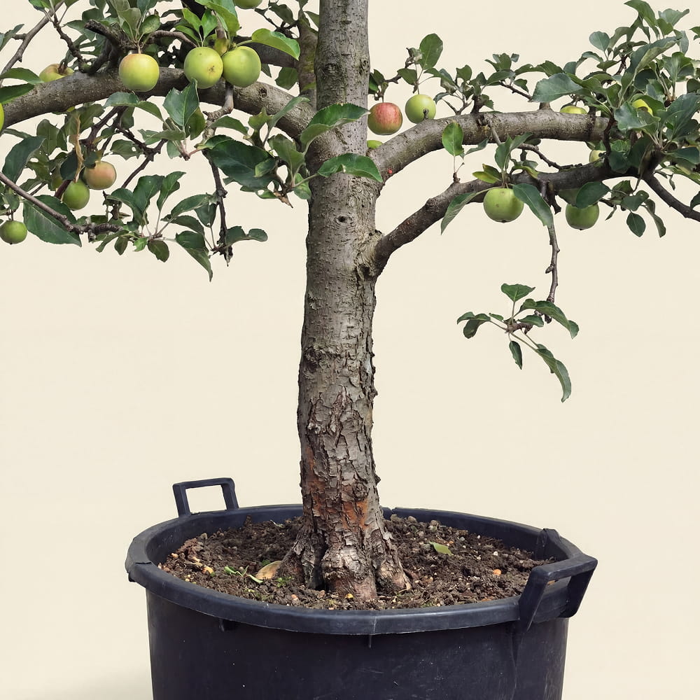 Appelboom ‘Elstar’ - 300 cm