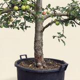 Appelboom ‘Elstar’ - 300 cm