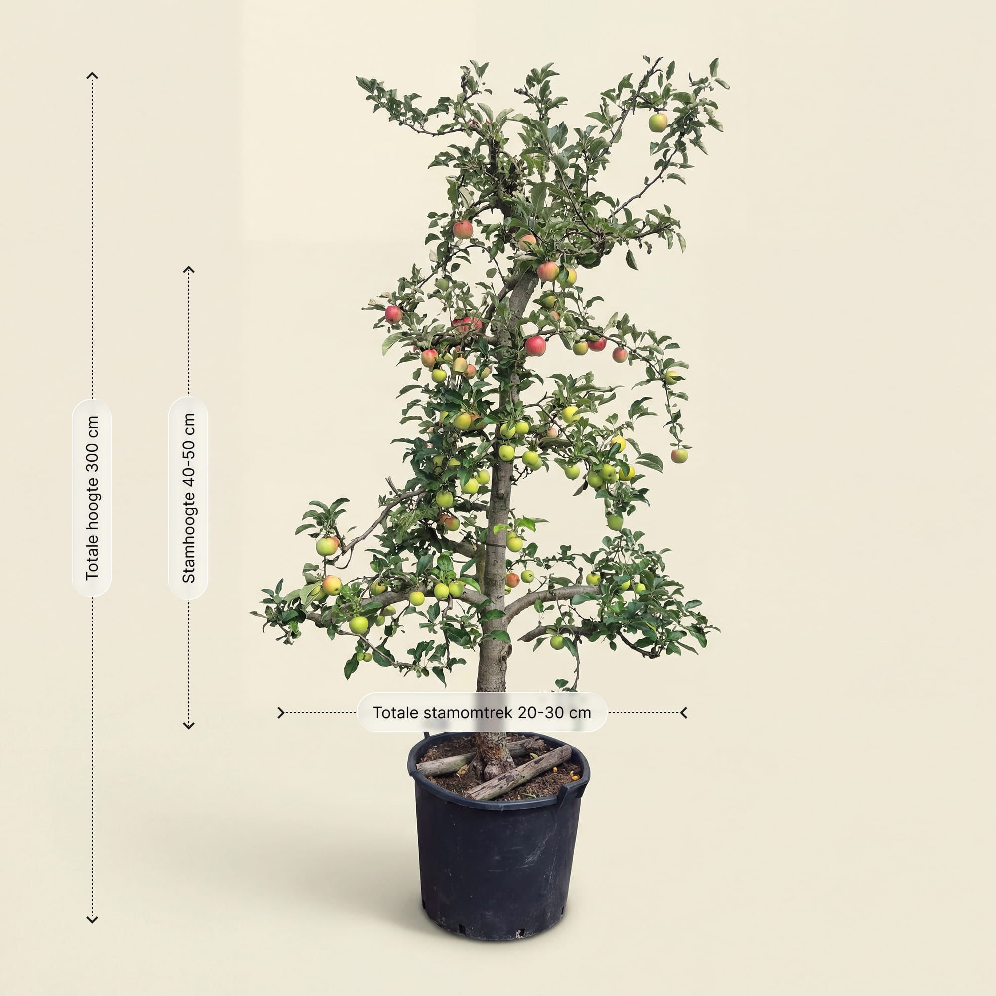 Appelboom ‘Elstar’ - 300 cm