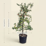Appelboom ‘Elstar’ - 300 cm