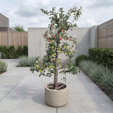Appelboom ‘Elstar’ - 300 cm