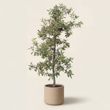 Appelboom ‘Elstar’ - 300 cm