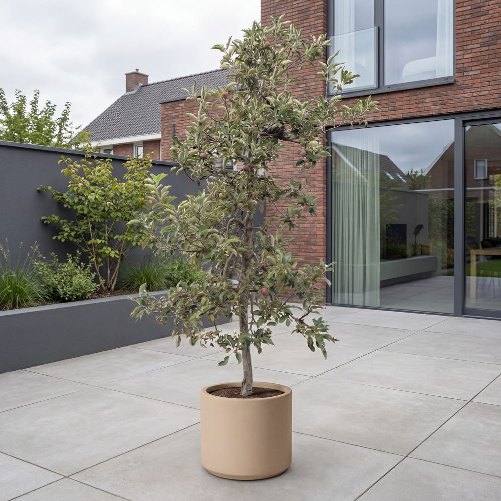 Appelboom ‘Elstar’ - 300 cm