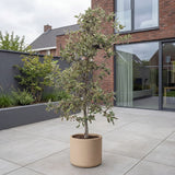 Appelboom ‘Elstar’ - 300 cm