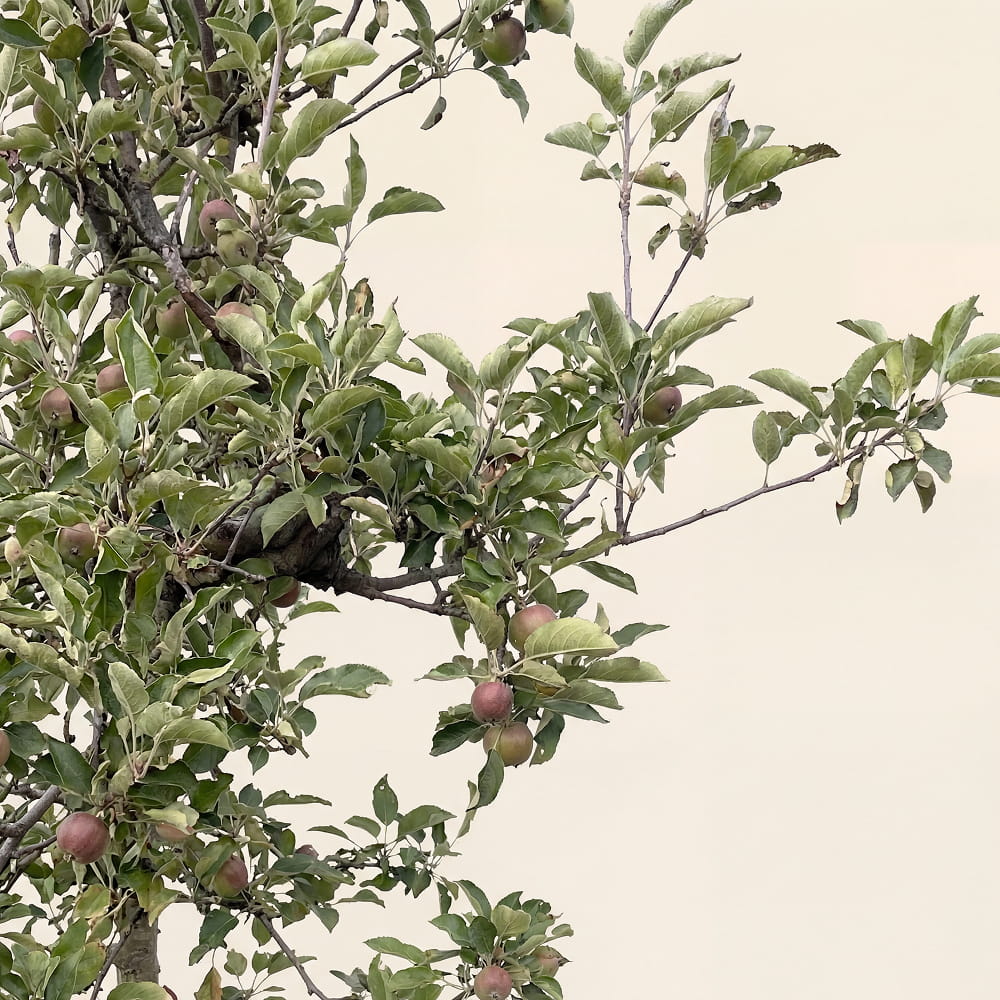 Appelboom ‘Elstar’ - 300 cm