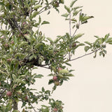 Appelboom ‘Elstar’ - 300 cm