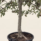 Appelboom ‘Elstar’ - 300 cm