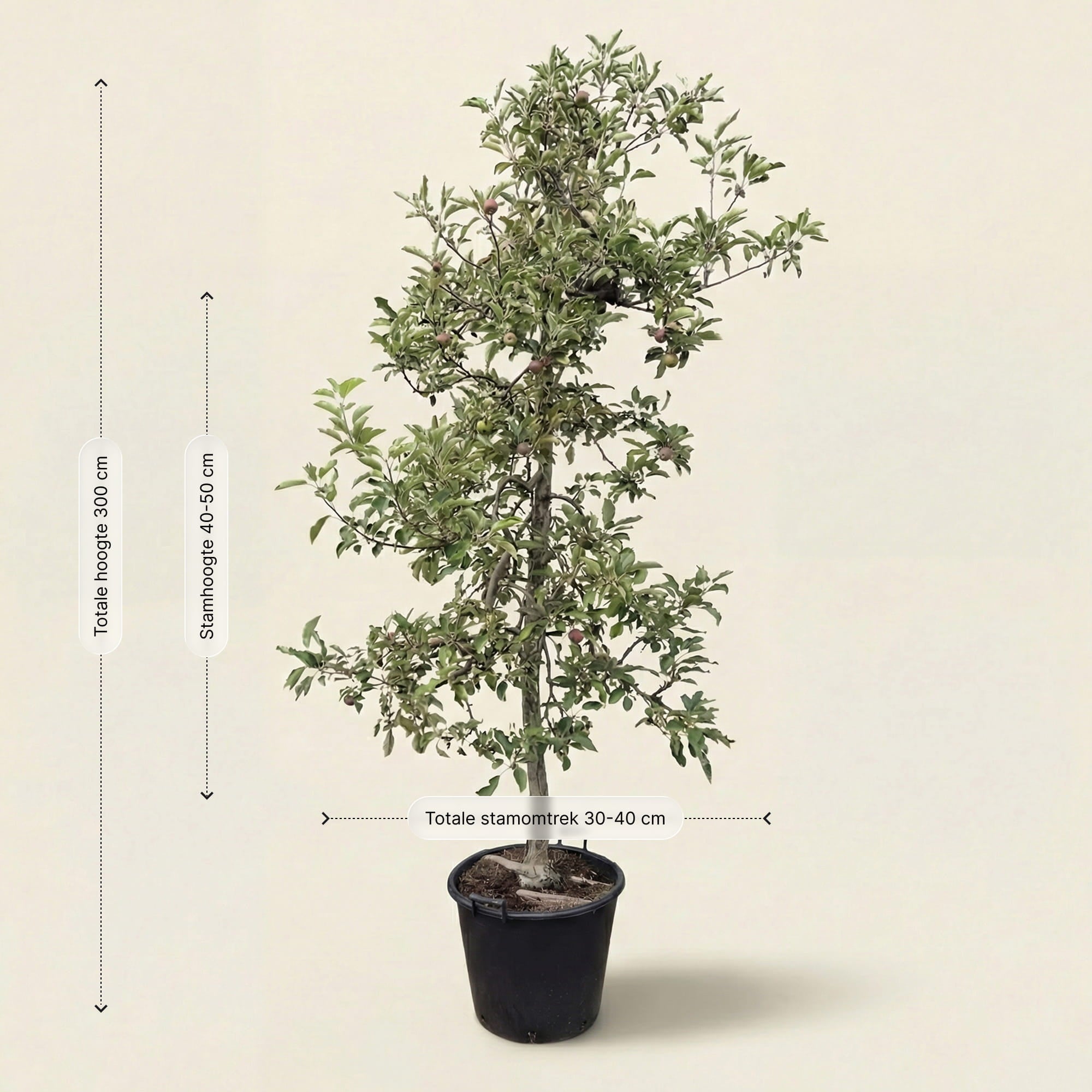 Appelboom ‘Elstar’ - 300 cm