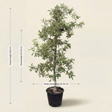 Appelboom ‘Elstar’ - 300 cm